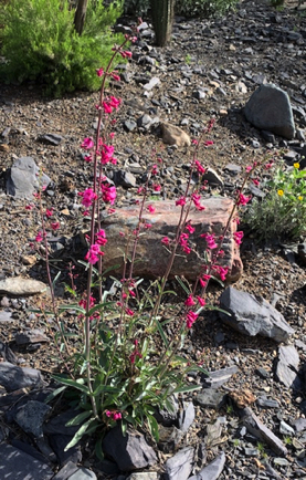 Mar 17 - Amazing what a little rain can do in the desert. Happy St. Patrick's Day!